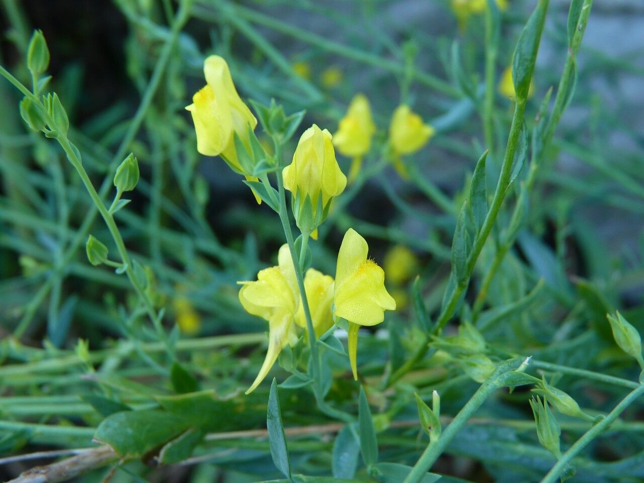 Linaria genistifolia flower