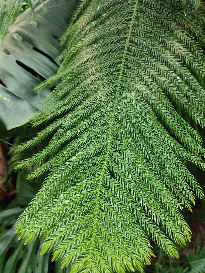 Araucaria nemorosa leaf