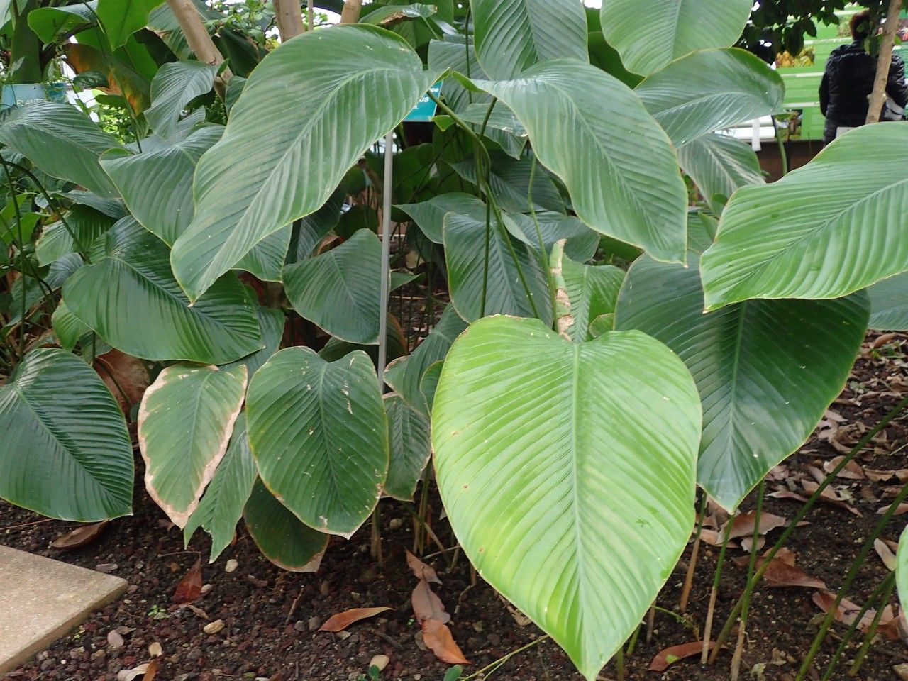 Thaumatococcus daniellii habit