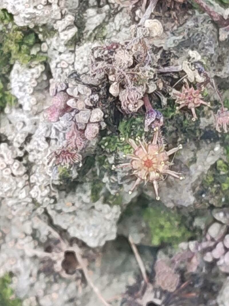 Monanthes polyphylla flower