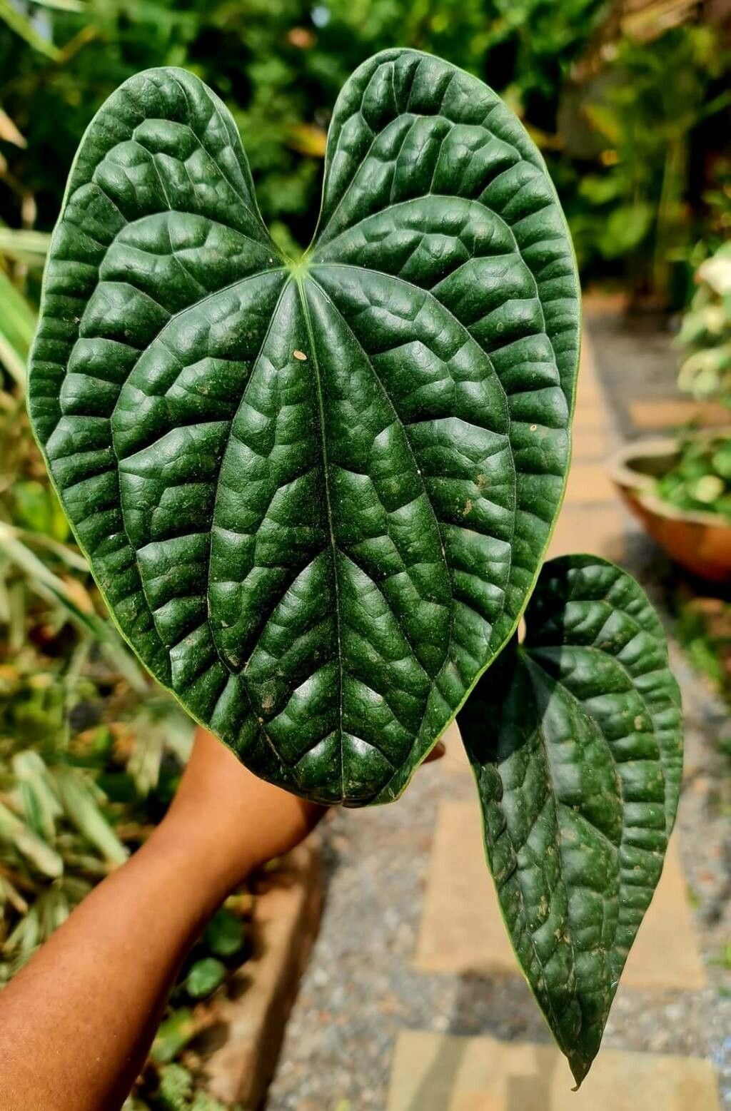 Anthurium luxurians leaf