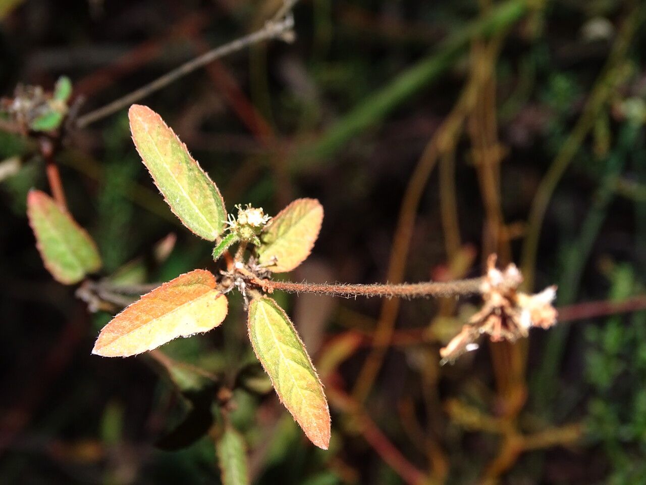 Croton hirtus flower