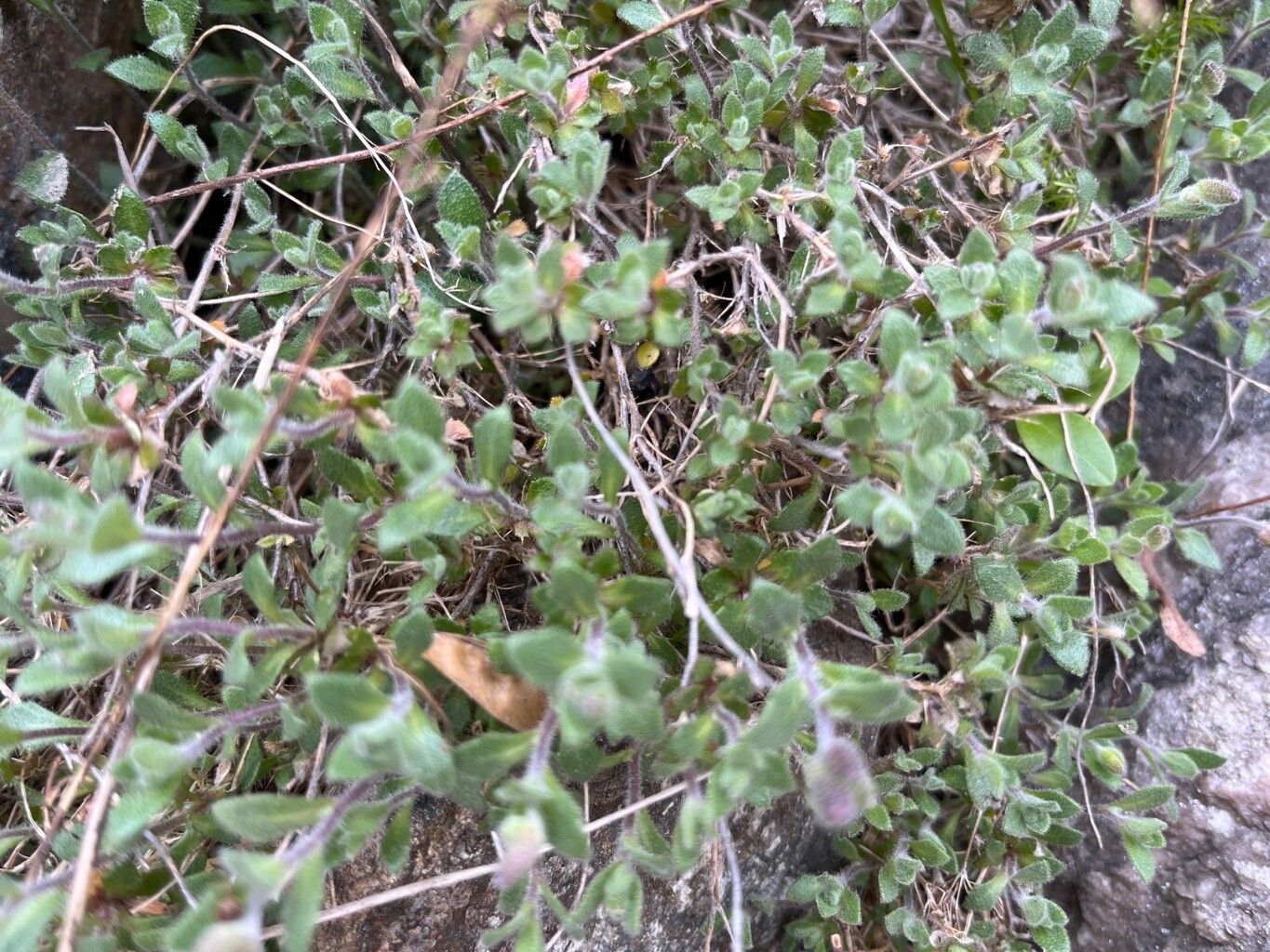 Aubrieta olympica — houseplant care guide