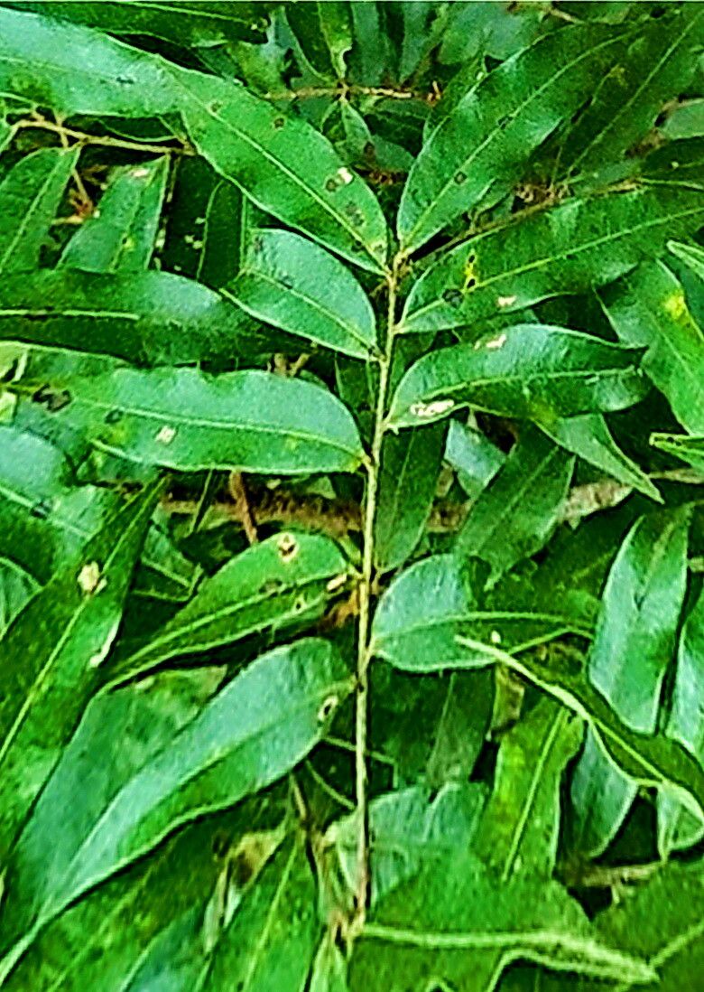 Oreomunnea mexicana — related species from the same genus