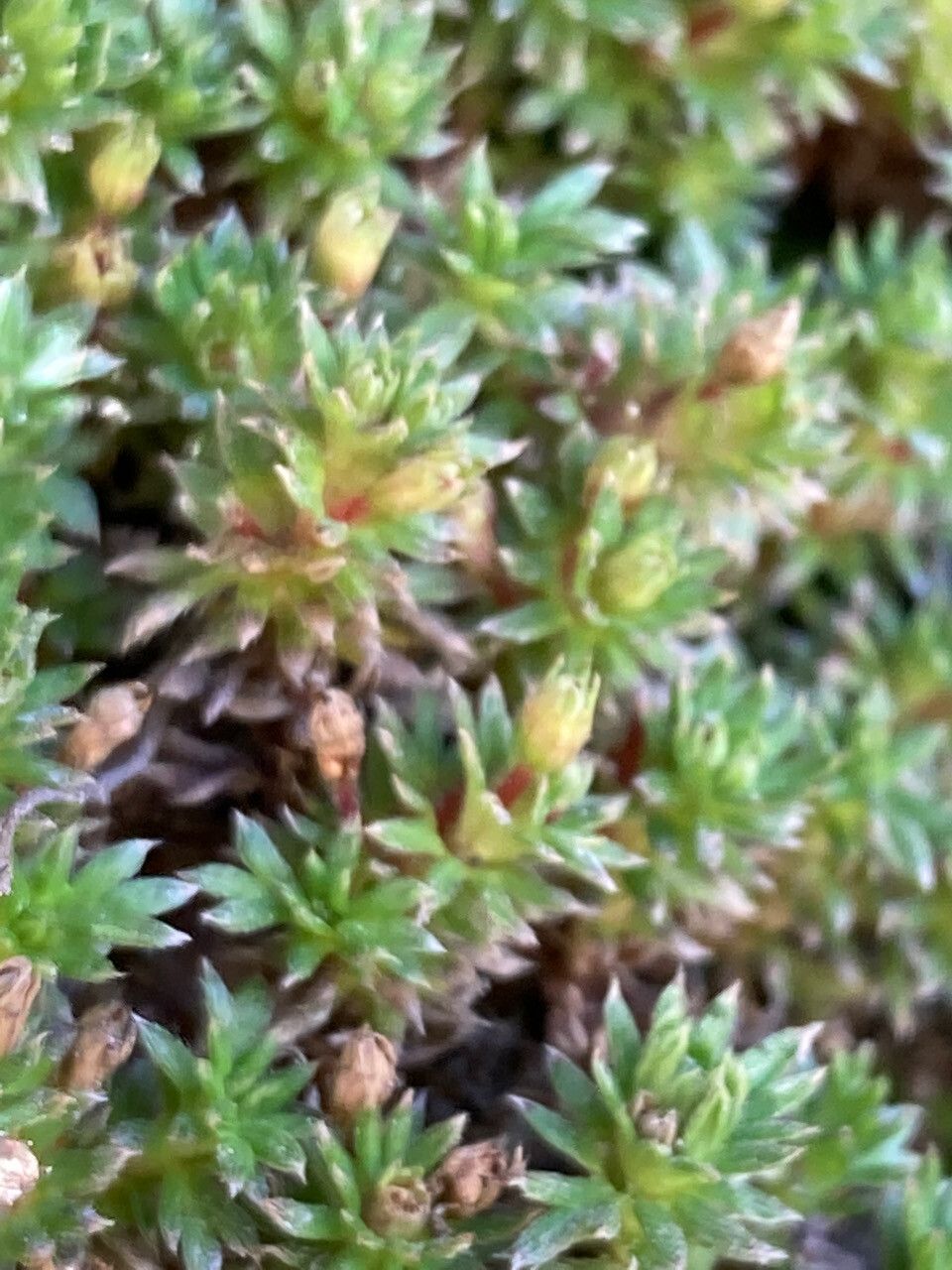 Alchemilla holosericea flower