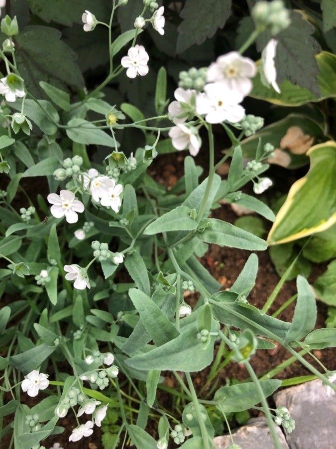 Omphalodes linifolia flower