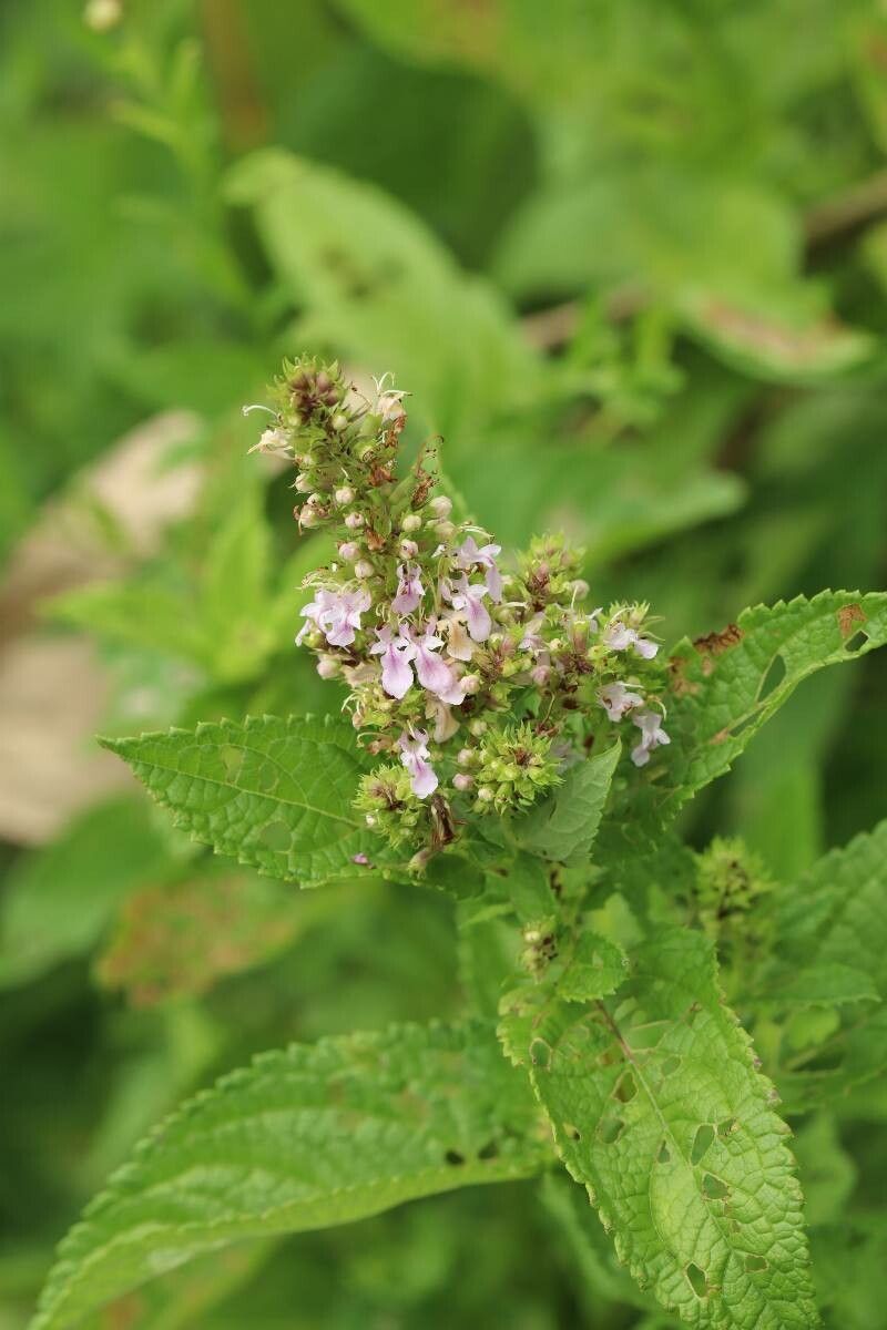 Teucrium japonicum — search result for 'Teucrium'