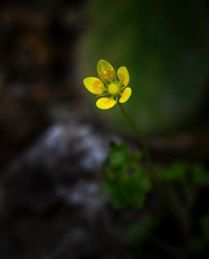 Saxifraga cymbalaria flower