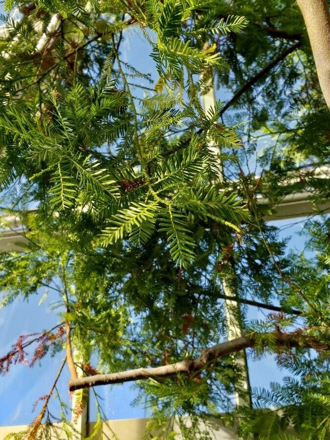 Dacrydium elatum — related species from the same genus