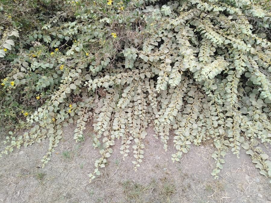 Waltheria ovata other