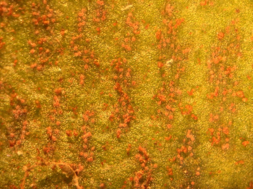 Anetium citrifolium other