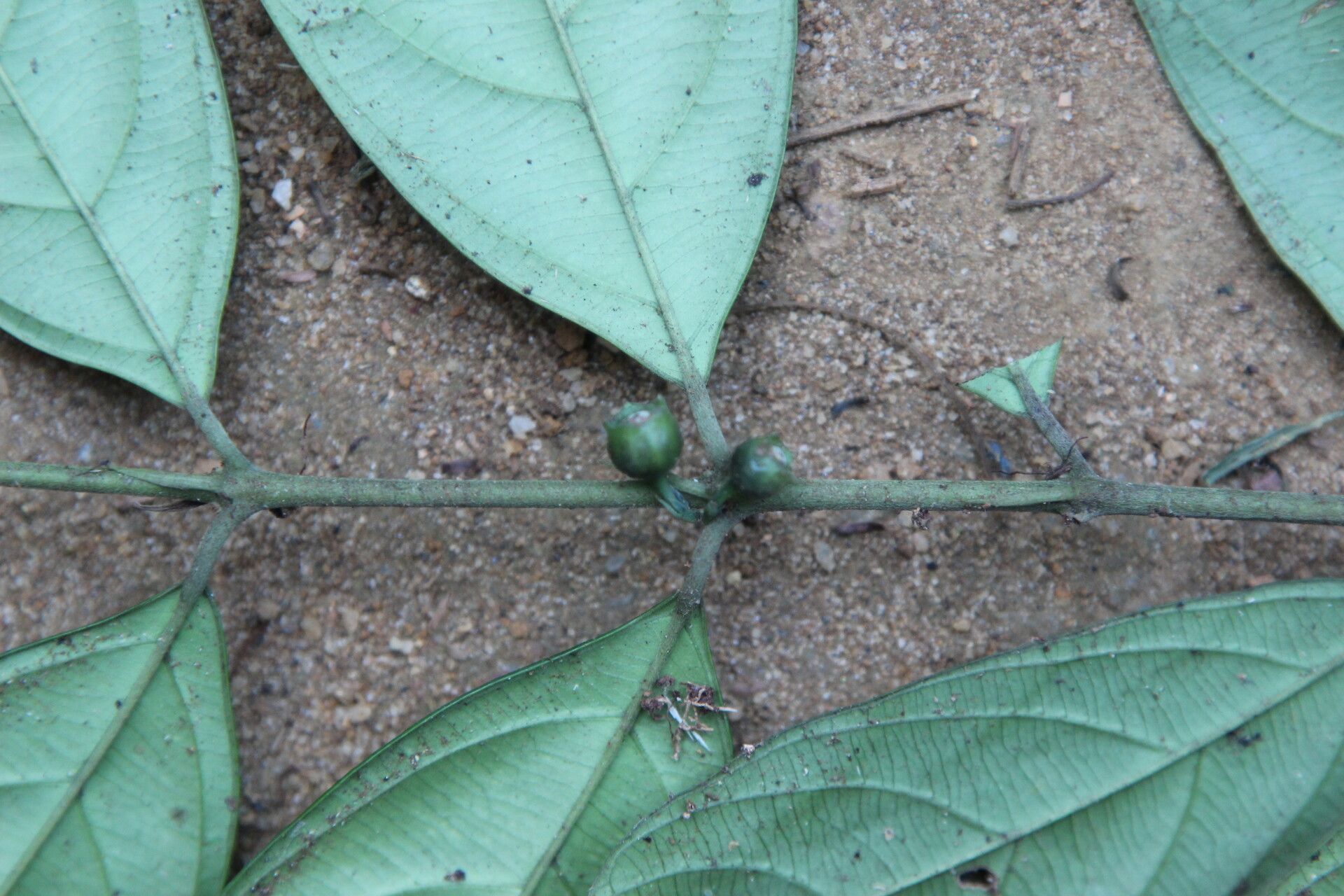 Pauridiantha talbotii fruit