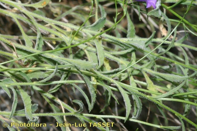 Campanula fritschii — houseplant care guide