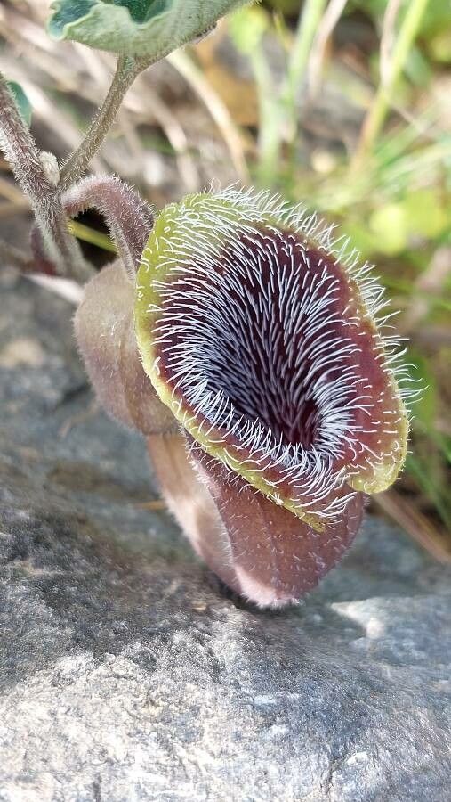 Aristolochia cretica flower