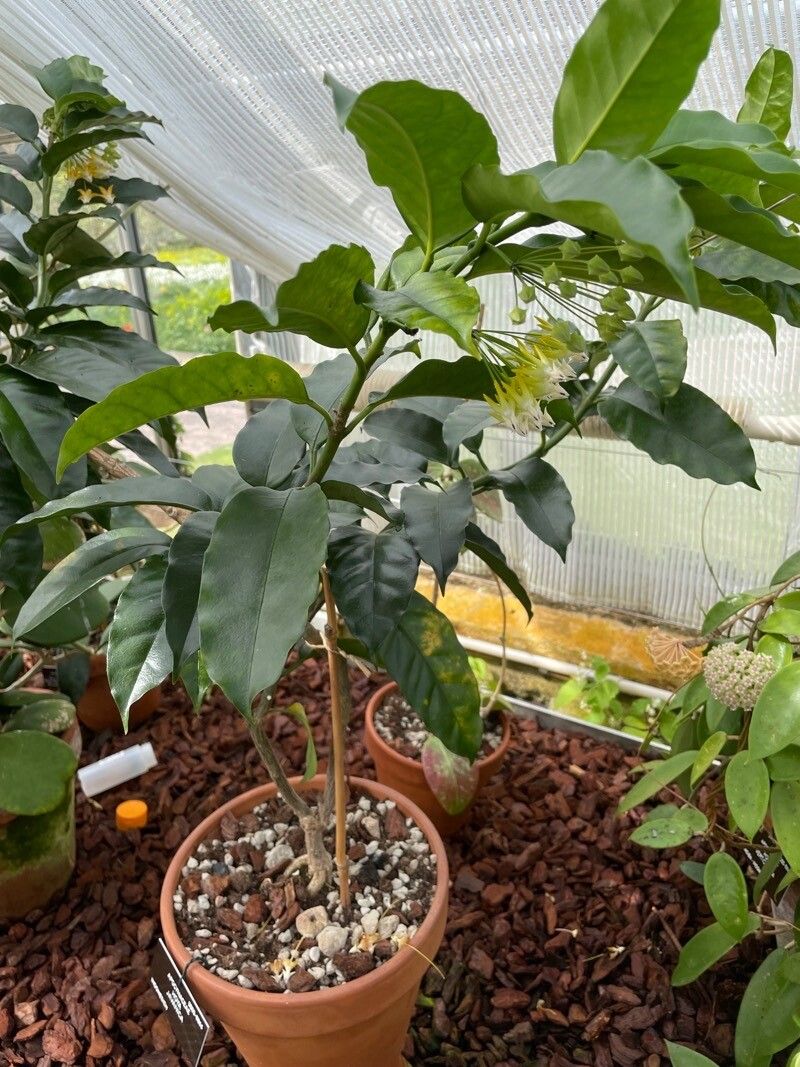 Hoya multiflora habit