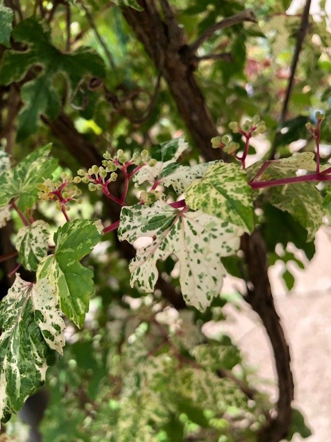 Ampelopsis delavayana — related species from the same genus