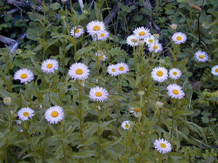 Erigeron aliceae habit