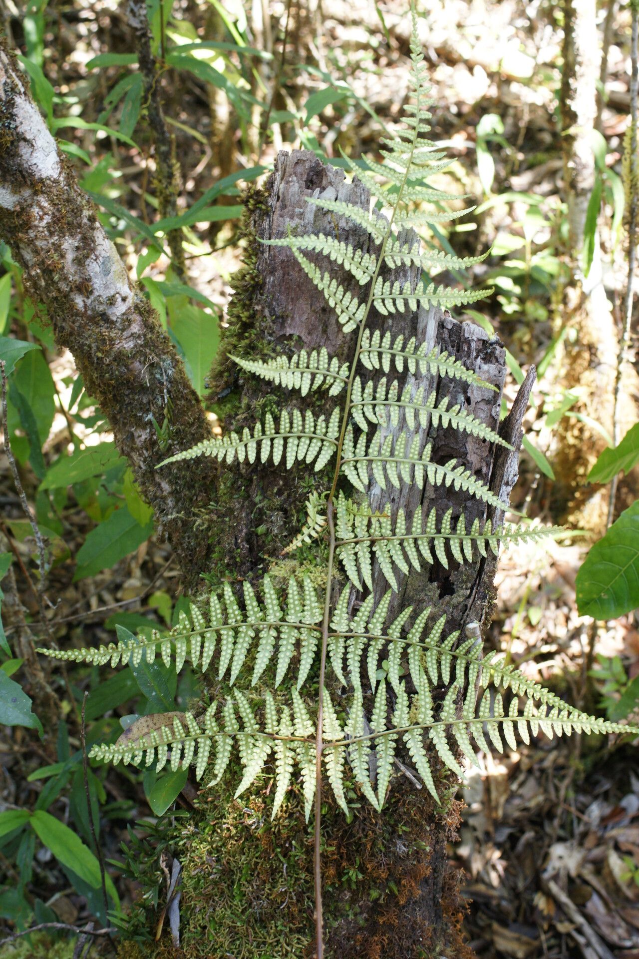 Rumohra madagascarica — houseplant care guide