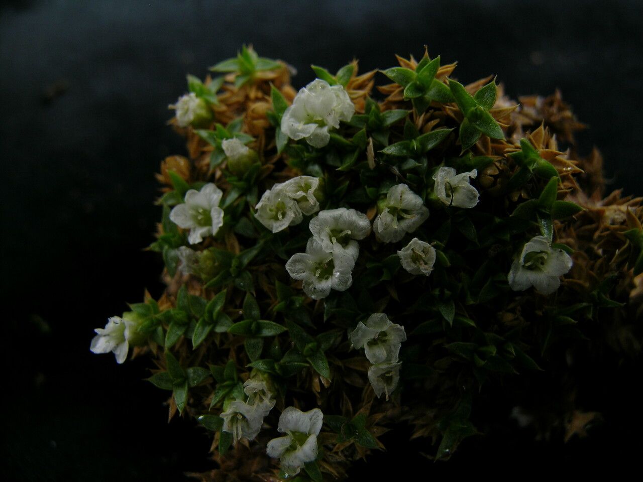 Arenaria densissima — houseplant care guide