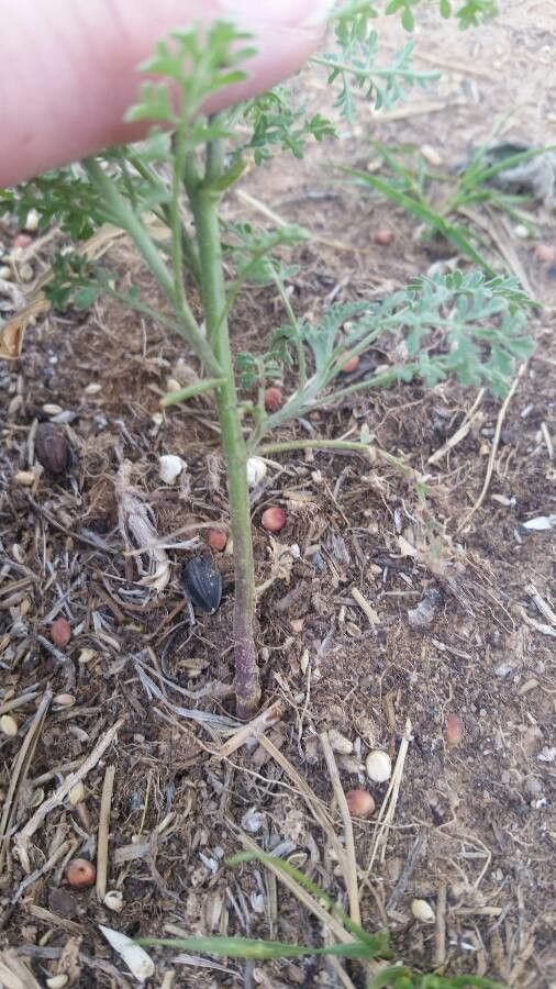 Descurainia pinnata bark