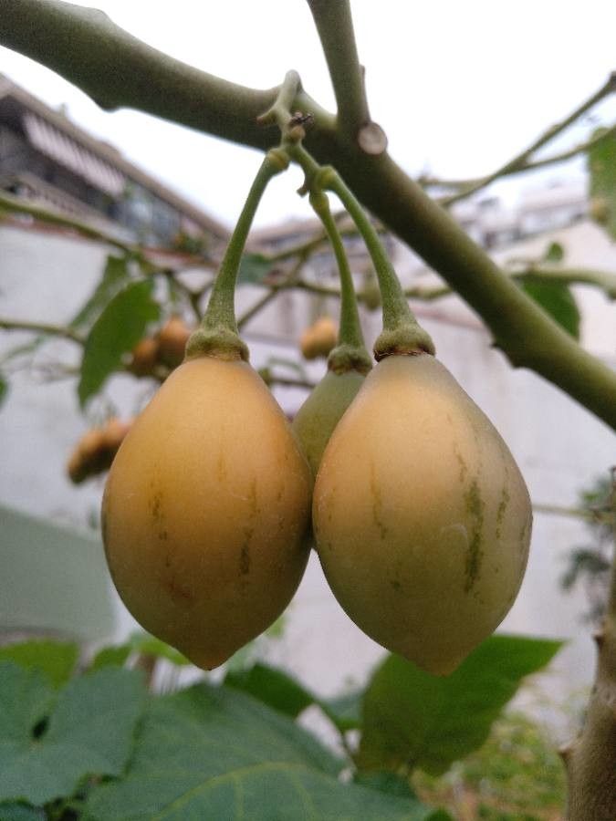 Cyphomandra betacea fruit