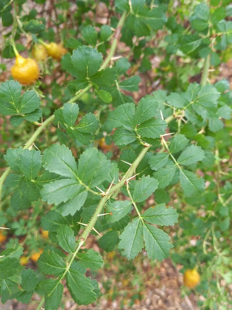 Rosa stellata — search result for 'Rosa'