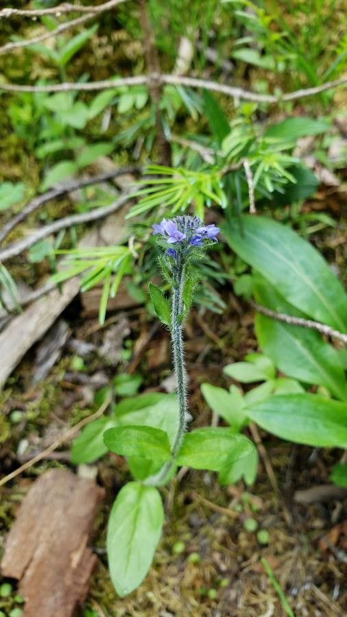 Veronica wormskjoldii flower