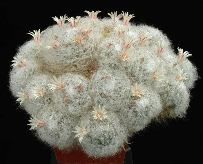 Mammillaria sinistrohamata — houseplant care guide