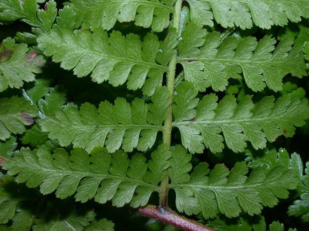 Hypolepis hostilis leaf