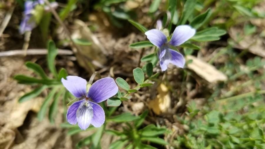 Viola pinnata flower
