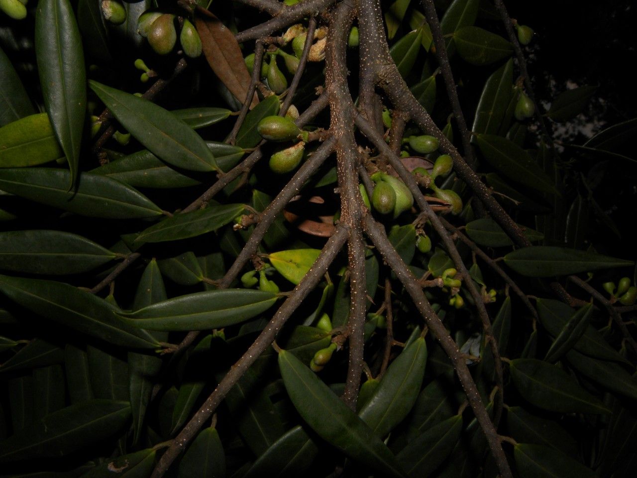 Xylopia frutescens other