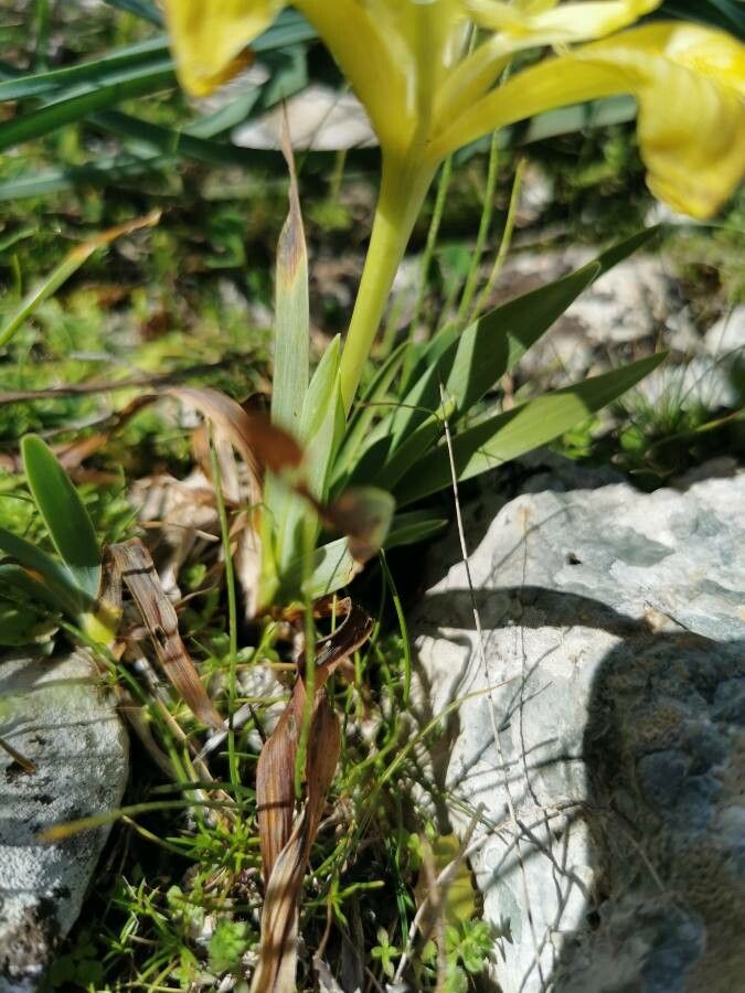 Iris pseudopumila leaf