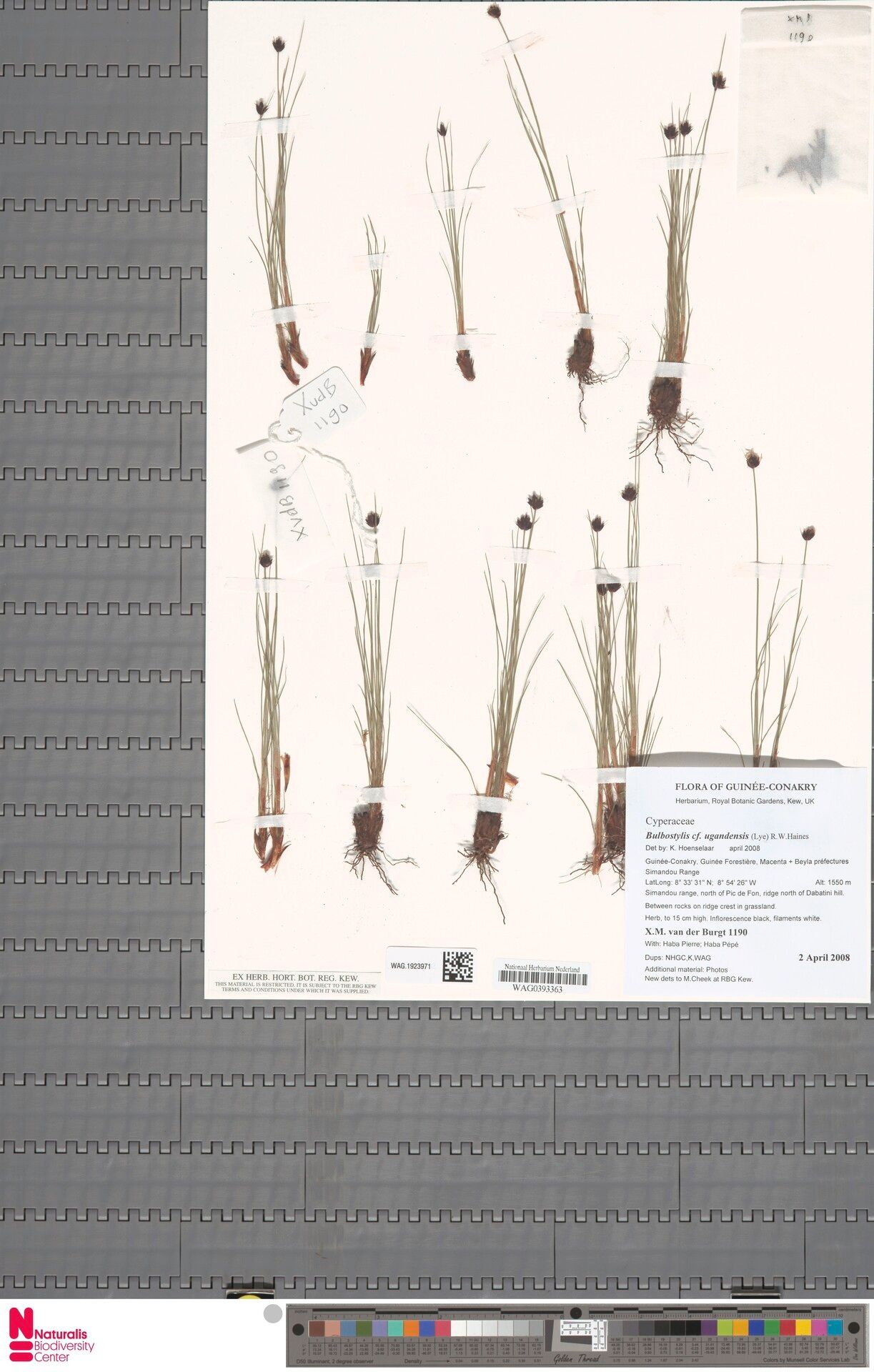 Bulbostylis ugandensis — houseplant care guide