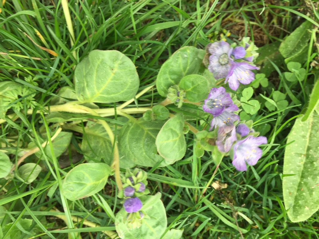 Phacelia divaricata — houseplant care guide