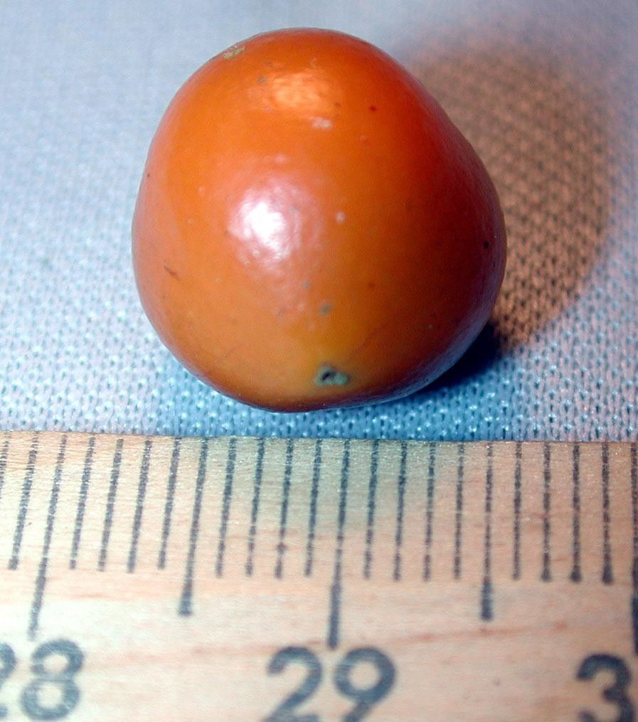 Smilax febrifuga other