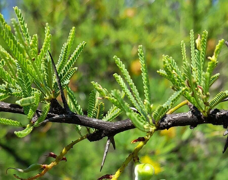 Prosopis torquata leaf