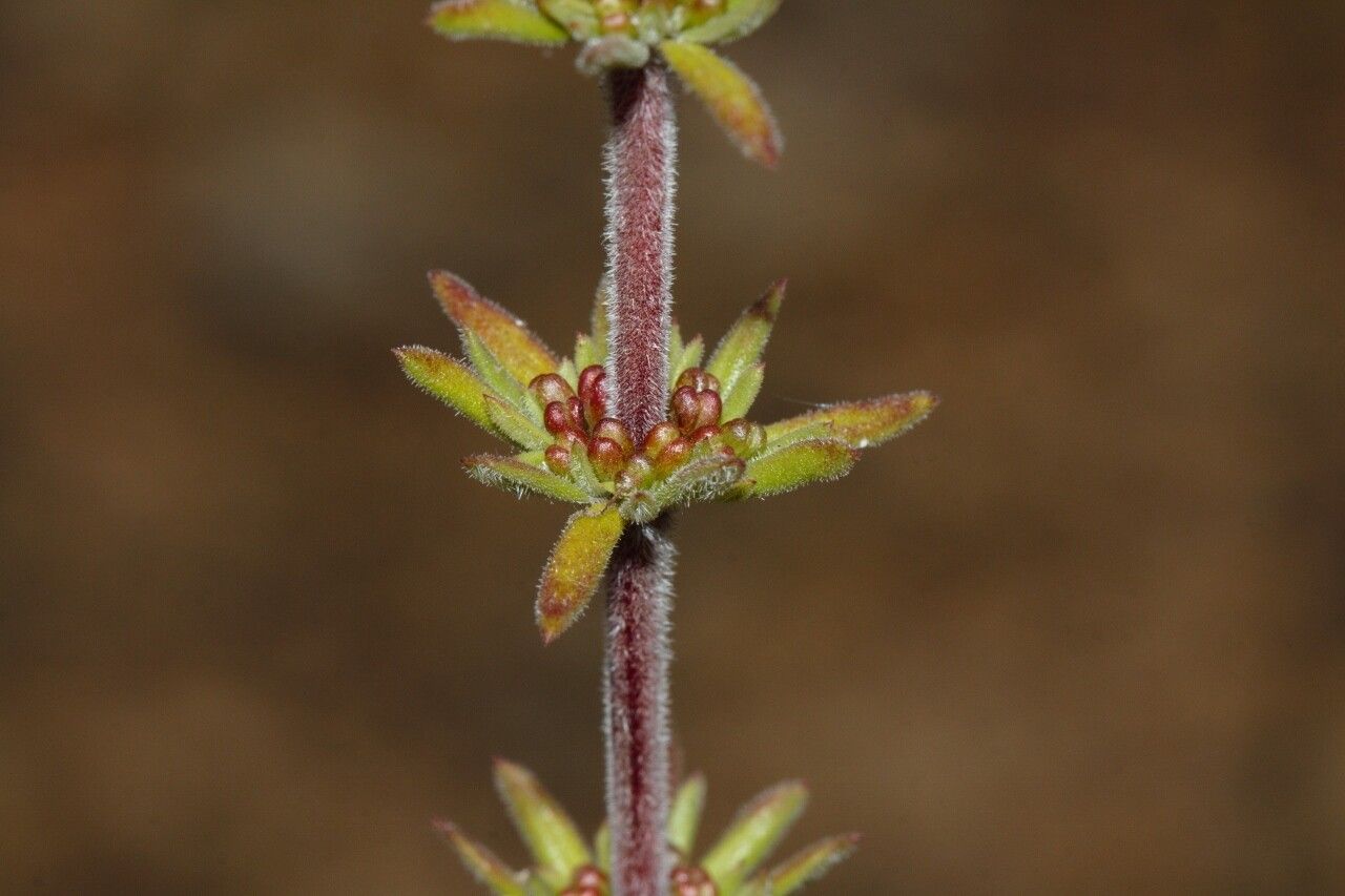 Anthospermum ternatum — houseplant care guide