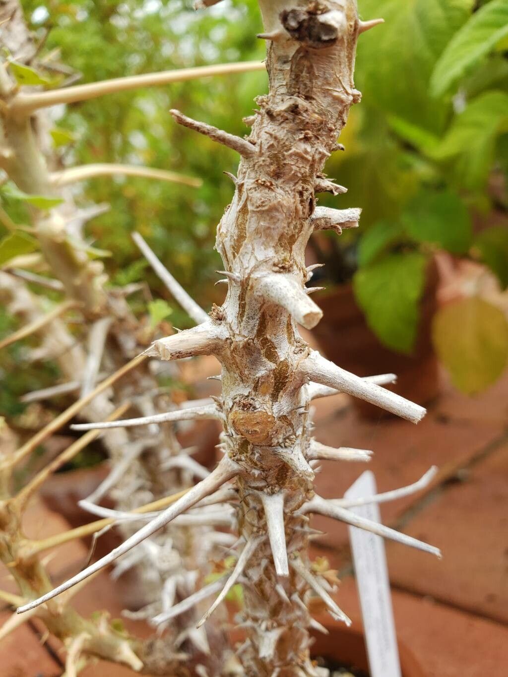 Pelargonium spinosum bark