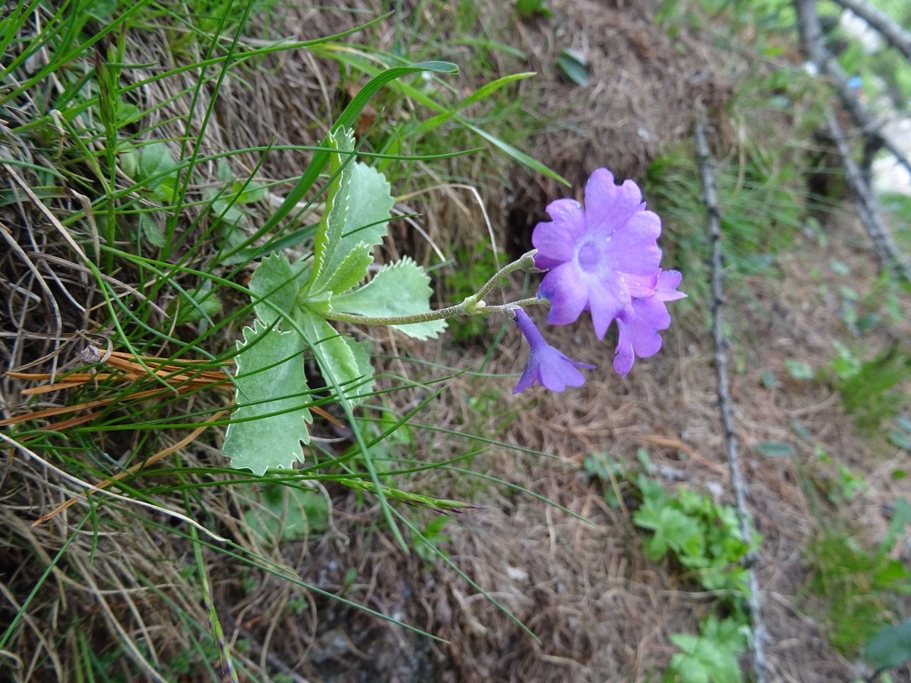Primula marginata bark