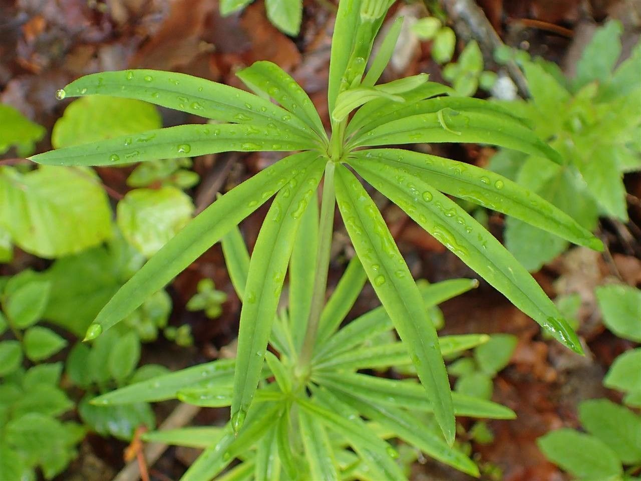 Galium aristatum leaf