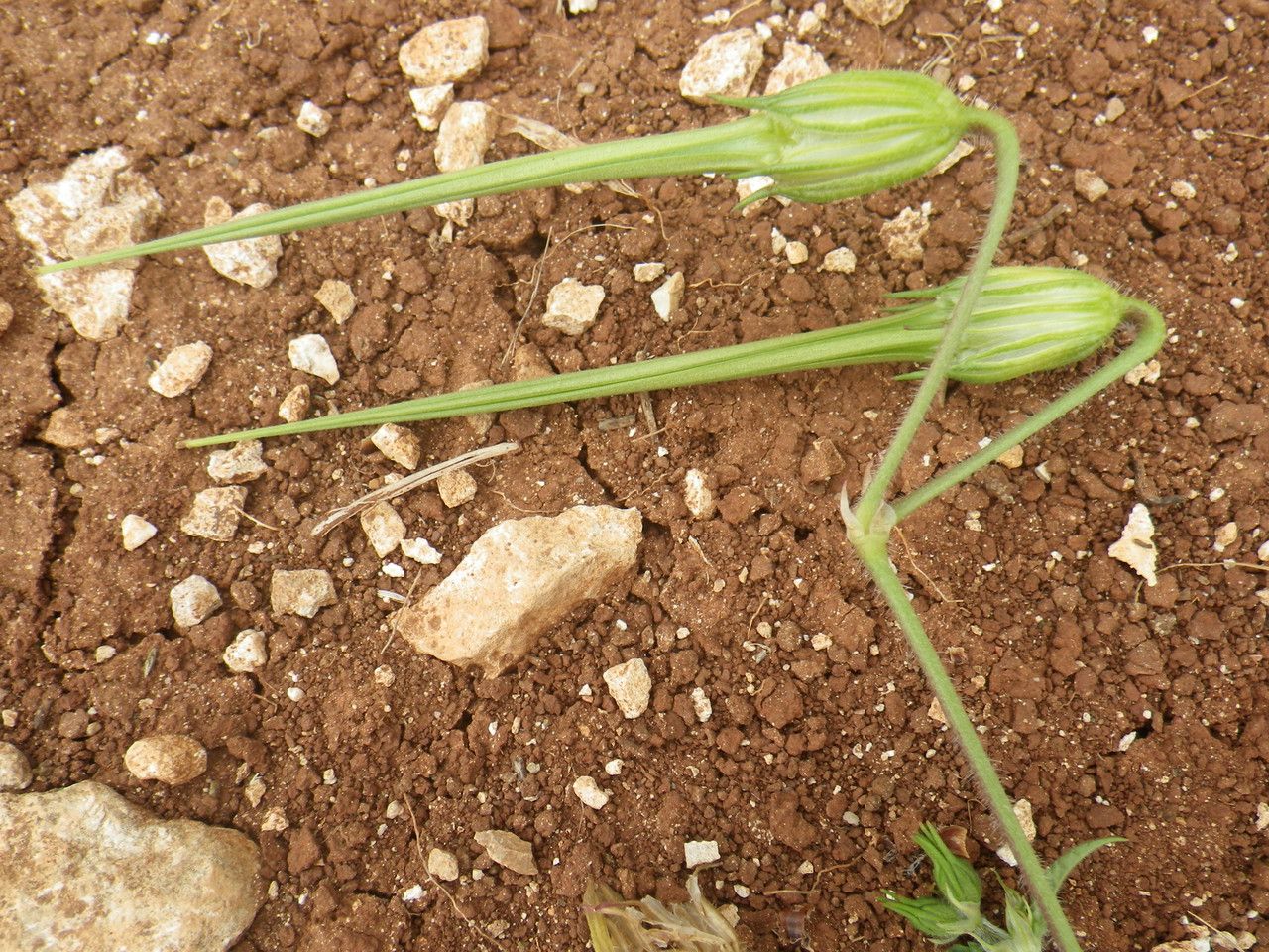 Erodium gruinum fruit