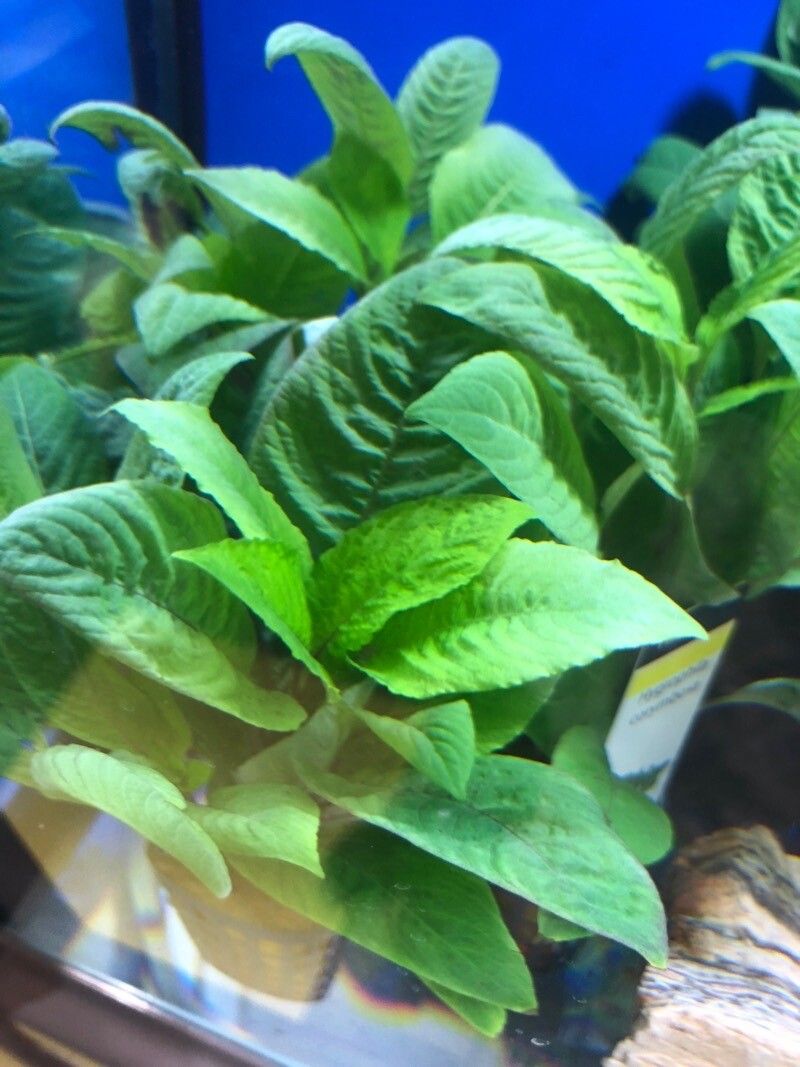 Hygrophila corymbosa — search result for 'Acanthaceae'