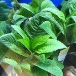 Hygrophila corymbosa