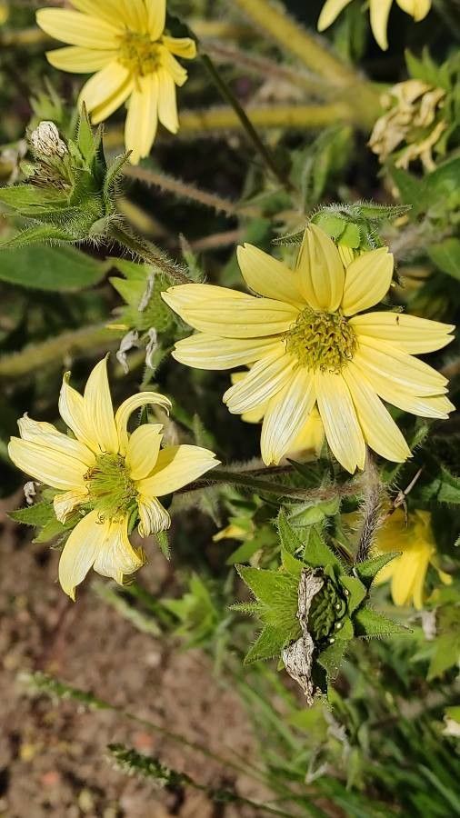 Silphium mohrii flower