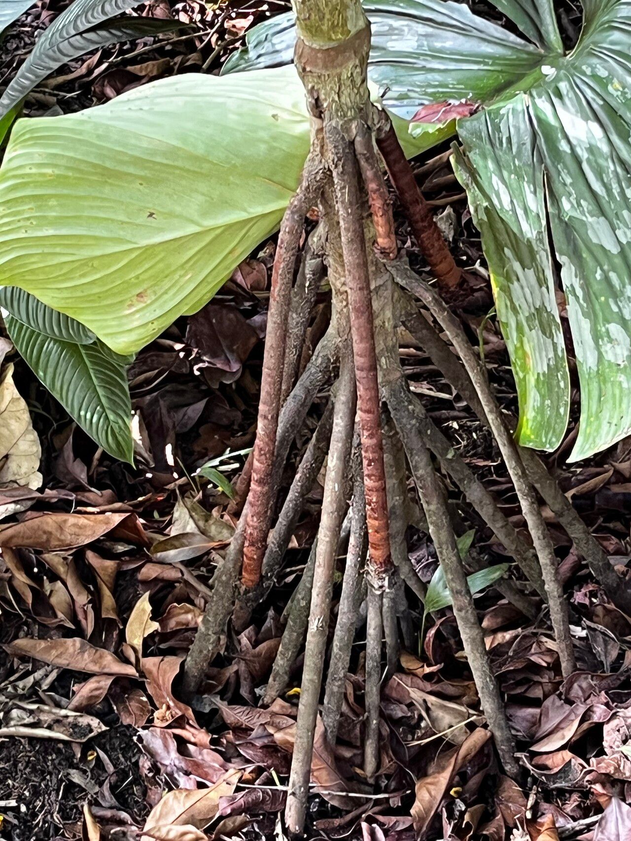 Areca novohibernica bark