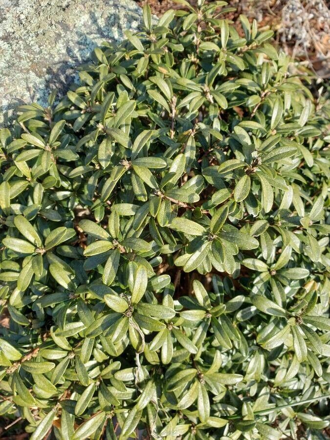 Daphne petraea — search result for 'Daphne'