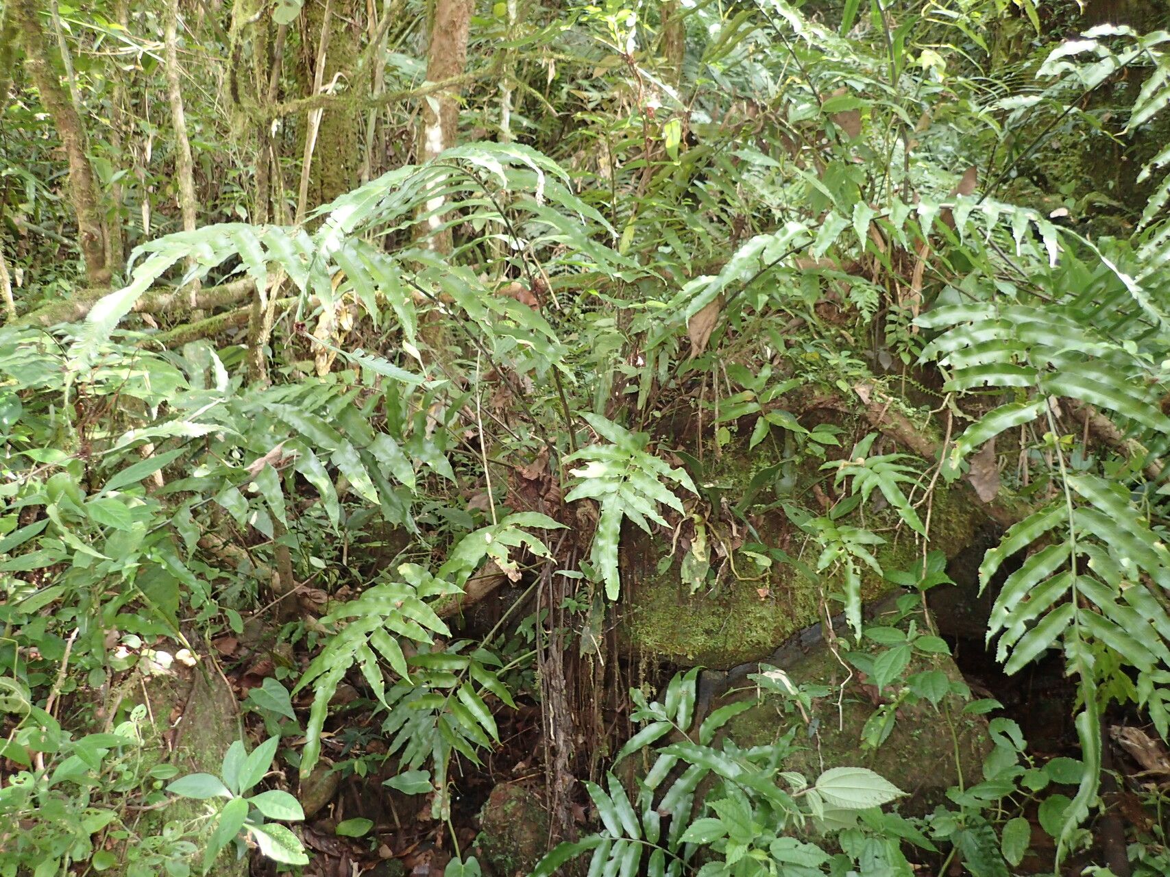 Asplenium marojejyense — houseplant care guide