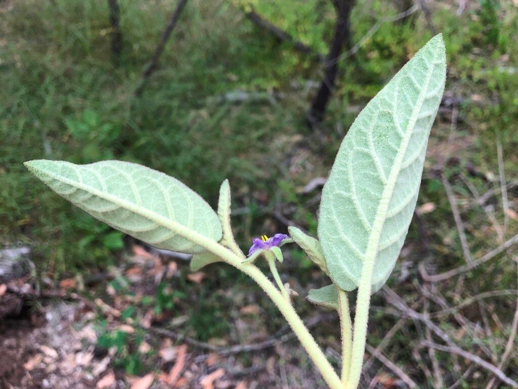 Solanum nemophilum — houseplant care guide