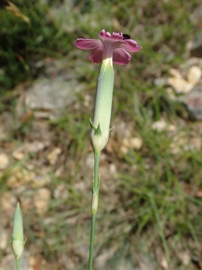 Dianthus longicaulis flower