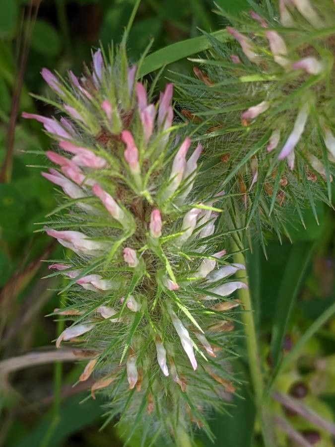 Trifolium angustifolium flower